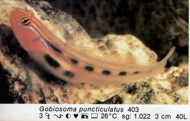 Gobiosoma puncticulatus